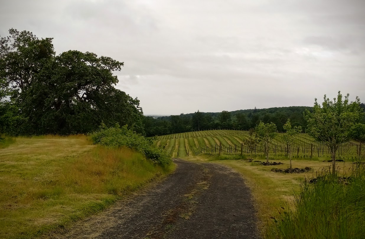A path winds around a hill in the center of the landscape of a winery